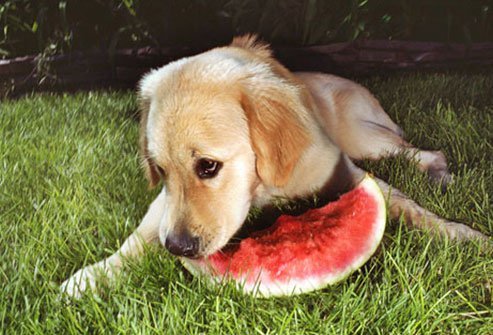 dog eating watermelon