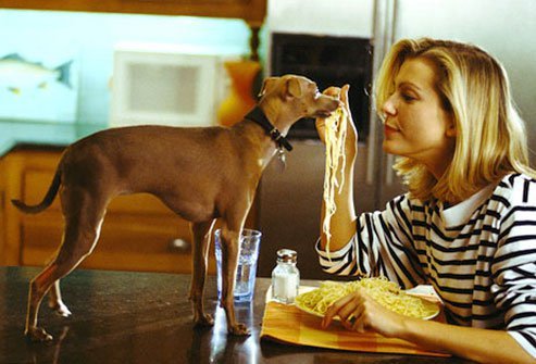 dog eating treat