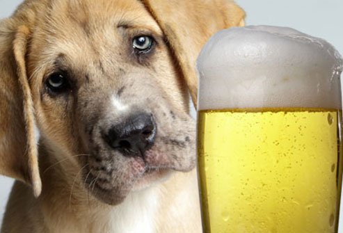dogs should avoid alcohol