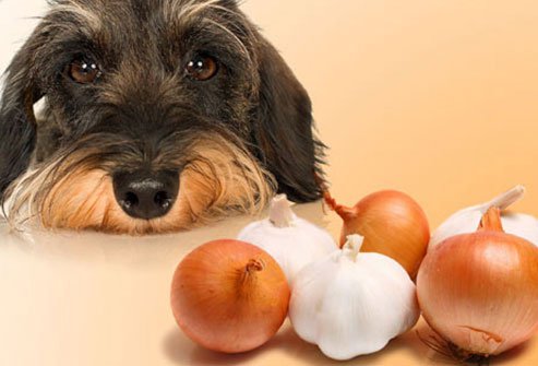 dogs should avoid onions