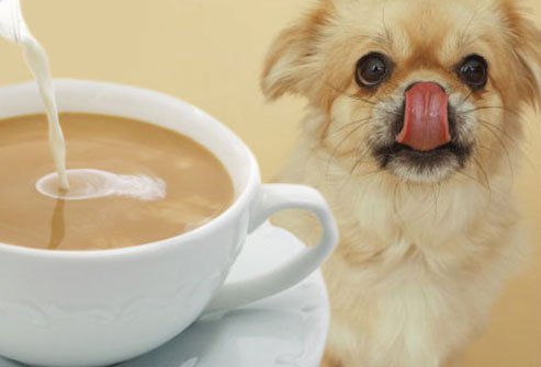 dogs should avoid coffee, tea or other caffienated drinks