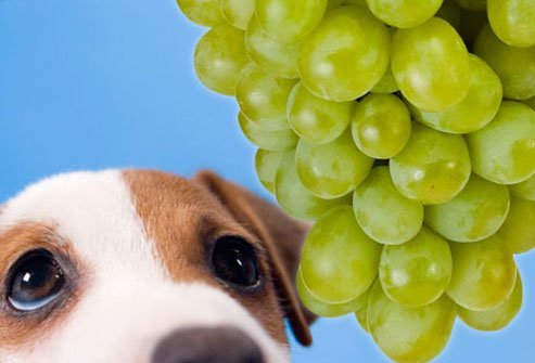 dogs should avoid grapes