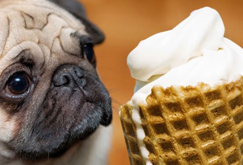dogs should avoid dairy products or milk