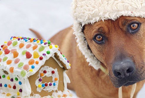 dogs should avoid candy and gum