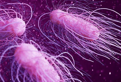 Shigella