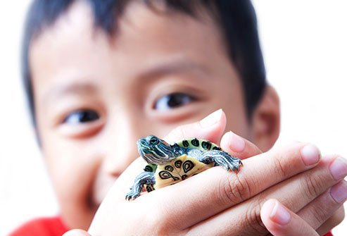 Turtles are particularly known for spreading the <i>Salmonella</i> bacteria.