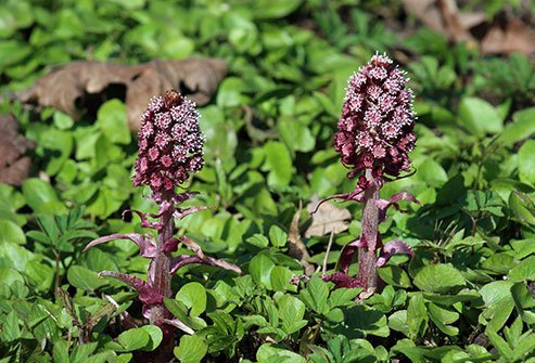 Butterbur benefits may not include allergy relief.