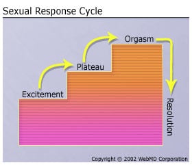 Phases of the sexual response cycle