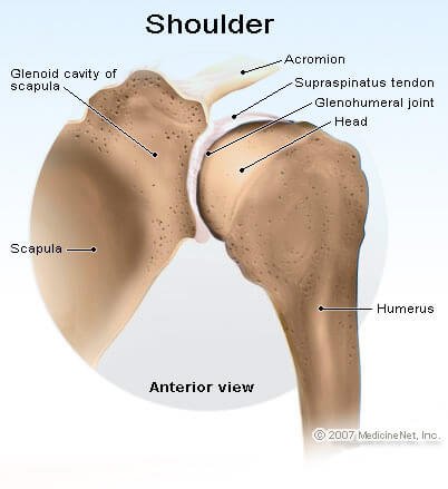 Picture of the shoulder joint