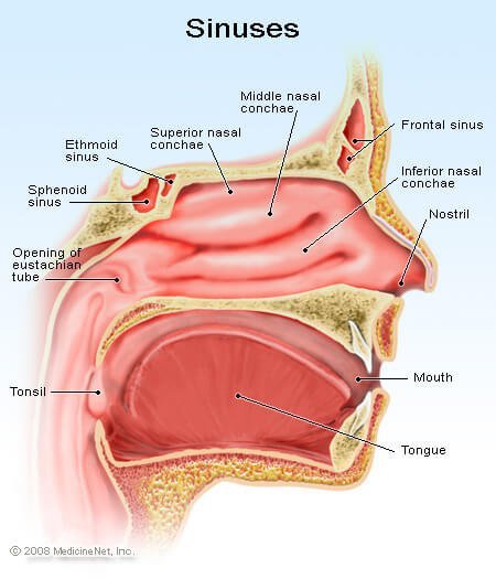 Picture of the detail of the sinuses.