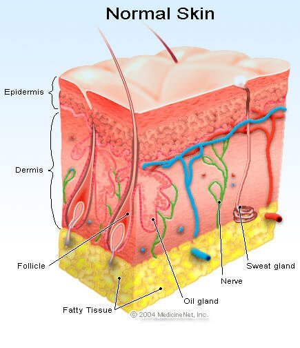 Picture of the layers of the skin including the sweat glands