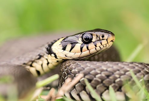 Fear of snakes is called herpetophobia.