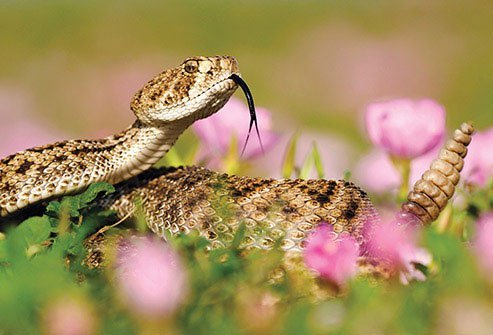 If you live outside the desert in the United States, you may think you are safe from rattlesnakes. Think again. 
