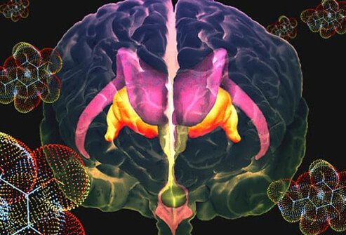 Sugar fuels every cell in the brain.