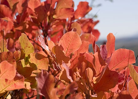 Picture of poison sumac