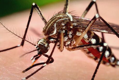 Mosquitoes may carry viruses like West Nile virus, dengue fever, and other illnesses.