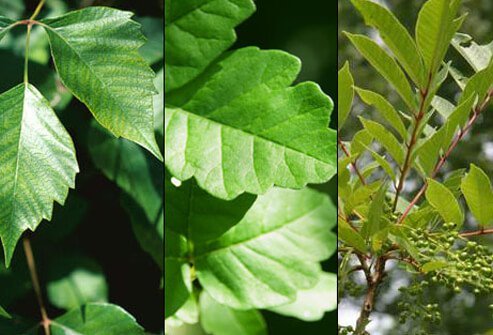 A brush with poisonous plants can produce a painful, red, itchy and swollen rash.