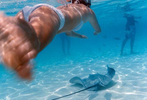 Stingrays have long tails capable of inflicting deep puncture wounds.