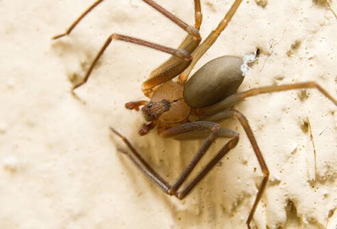 The bodies of brown recluse spiders have a violin pattern in the upper portion.