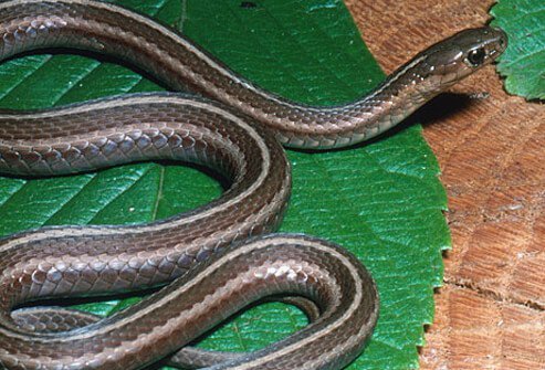 Home care may be all you need to treat a nonvenomous snake bite and prevent an infection.