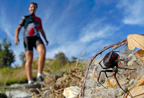Black widow spiders are easy to identify due to the bright red markings they have on their bodies.