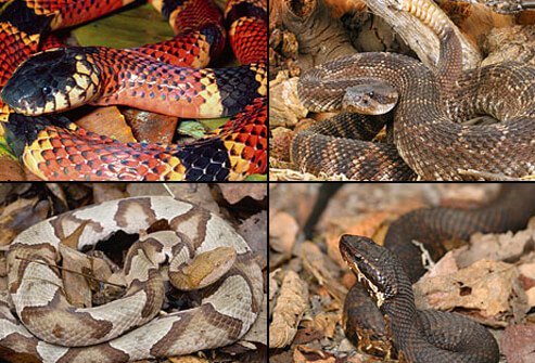 Venomous snakes can inflict painful bites that may lead to serious symptoms.