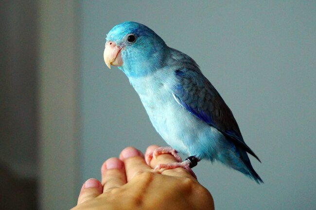 Airborne particles from bird droppings may irritate lungs. 