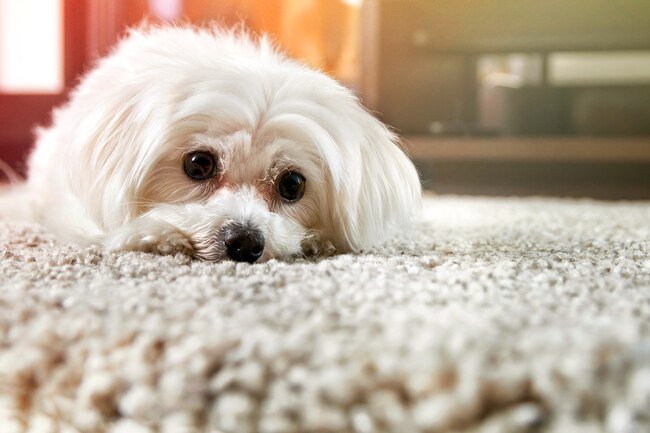 Carpet harbors dust mites, mold, gases, and toxic gases that may cause lung damage.