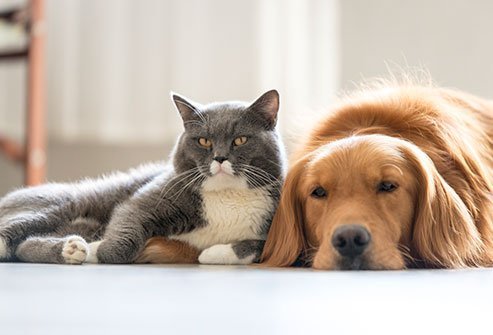 We love our pets, but their dead skin flakes can cause health problems.