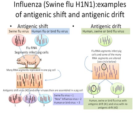 Picture of influenza antigenic shift and drift