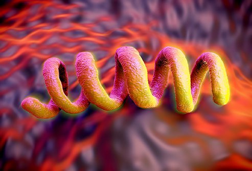 Illustration of a syphilis bacterium.