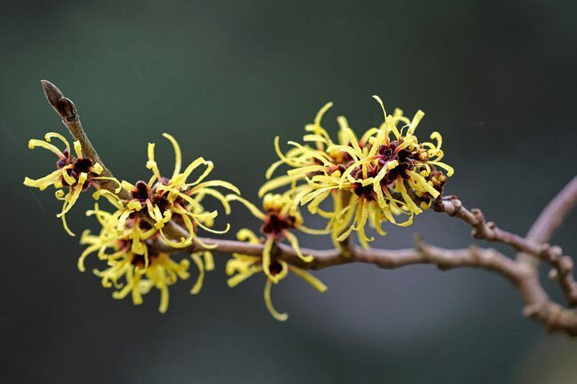This plant is a common natural remedy to treat acne, tighten pores, and fight greasiness.