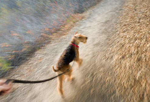 Airedale Terrier dog walking on leash