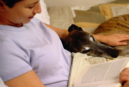 Woman in bed with book and Greyhound dog