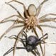 Spider Bites (Black Widow and Brown Recluse)