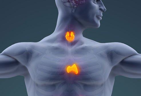 The thymus gland is a small organ located in the chest between the lungs The thymus gland is a small organ located in the chest between the lungs