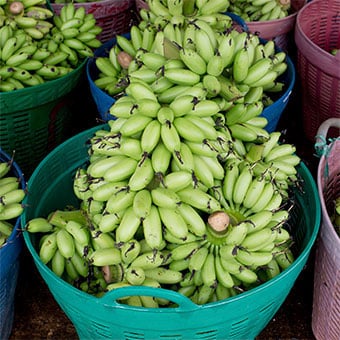 Bundles of unripe bananas in baskets.