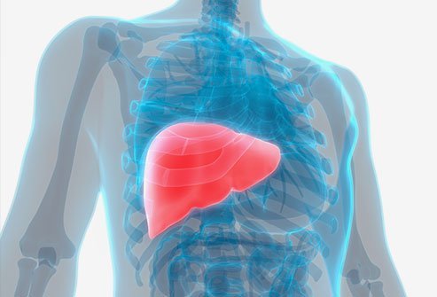 The liver is a vital organ regulating the levels of many substances in the body. The liver is a vital organ regulating the levels of many substances in the body.