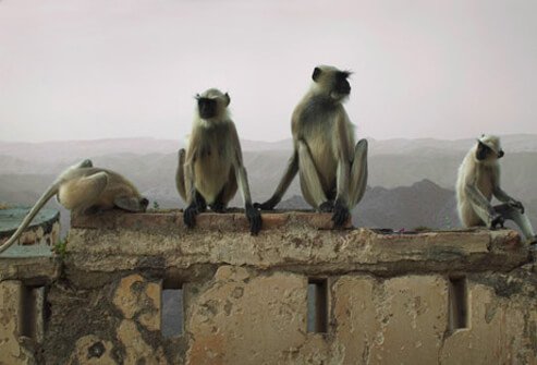 Rabies is found all over the world, except Antarctica, and is spread through animal bites.