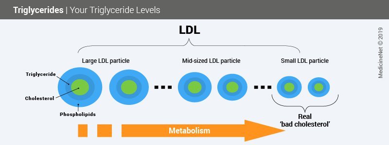 Diagram showing makeup of HDL and LDL cholesterol types measured by triglyceride tests Diagram showing makeup of HDL and LDL cholesterol types measured by triglyceride tests
