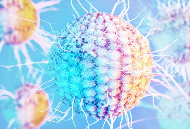 Herpes simplex virus Herpes simplex virus