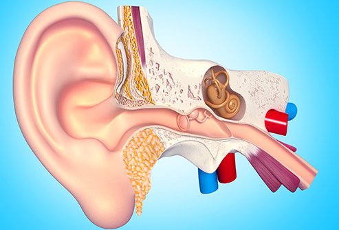 The bony labyrinth inside the ear is how you sense balance. Disorders of this organ lead to dizziness and vertigo, among other symptoms.