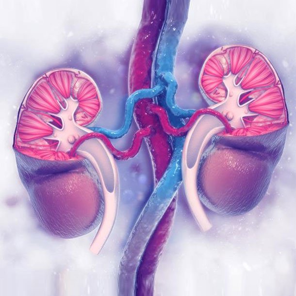 Kidney