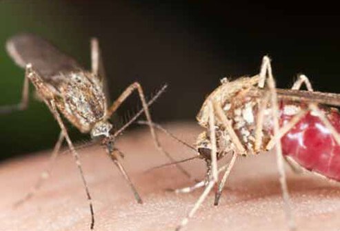 These are all mosquito-borne viruses, and have a similar life cycle in birds and mosquitoes.