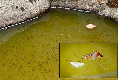 Limiting mosquito habitats and breeding grounds helps limit your exposure to them.