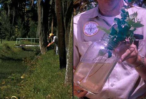Insecticides are commonly used when whole populations of mosquitoes need to be controlled or eradicated.