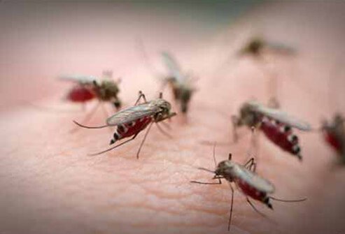 Most infected people eventually recover.