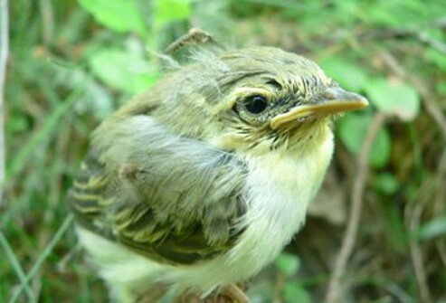 For female mosquitos that carry WNV, a typical blood meal comes from birds.