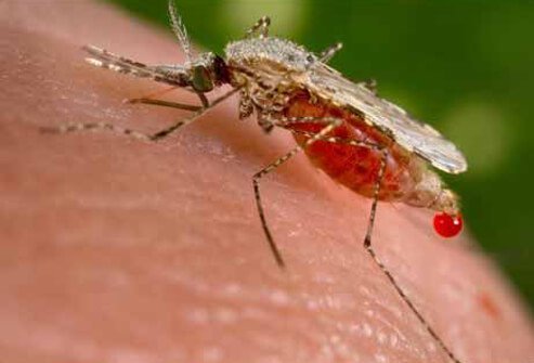 Almost all people infected with West Nile virus contract the disease through the bite of an infected mosquito.