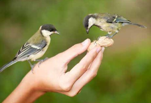 There is no evidence a person can get West Nile virus by handling infected birds